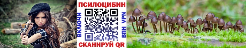 Купить где  Михайлов  Псилоцибиновые грибы Psilocybe 